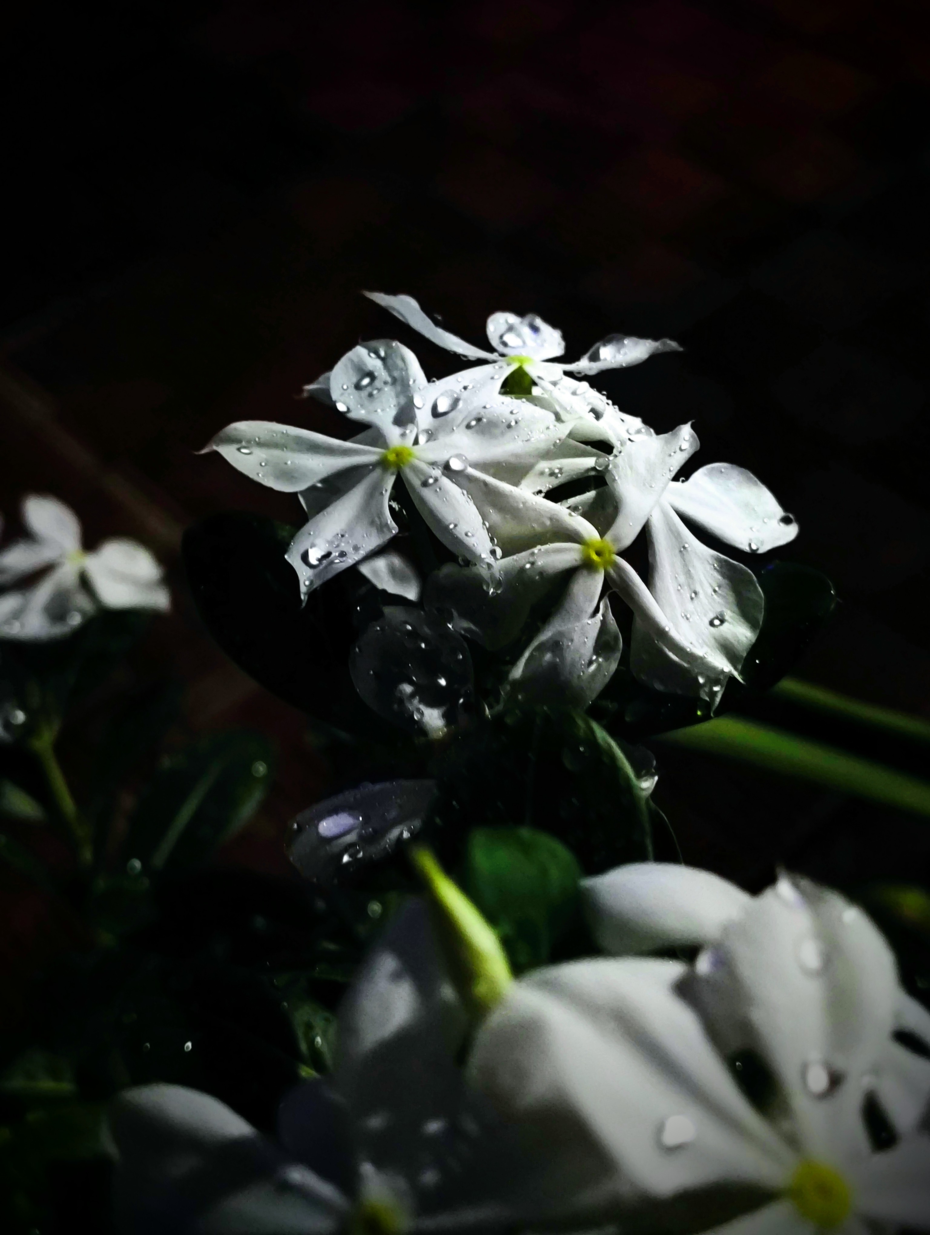 Raindrops on white flower